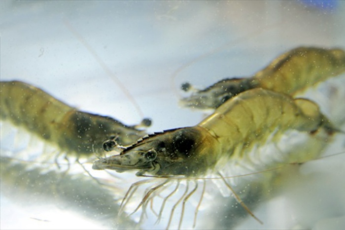 SẢN PHẨM DÀNH CHO TÔM